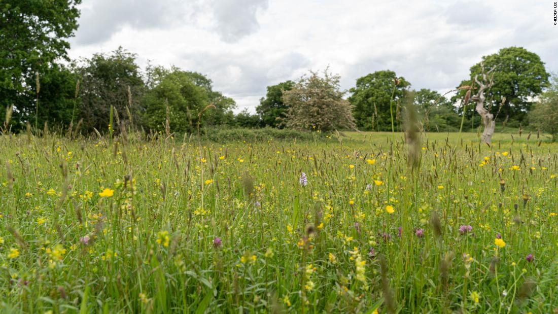 A highly collaborative project, Buglife is working with farmers to fill their green hay meadows with wildflowers. This could also provide nutrient-rich hay for cattle to graze. The UK Department of Environmental, Farming and Rural Affairs has recently established an Environmental Land Management scheme to incentivize farmers&#39; participation in landscape restoration.