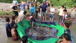 220621175702 largest frreshwater fish lon orig ao hp video See Giant Stingray Captured in Cambodia - CNN Video