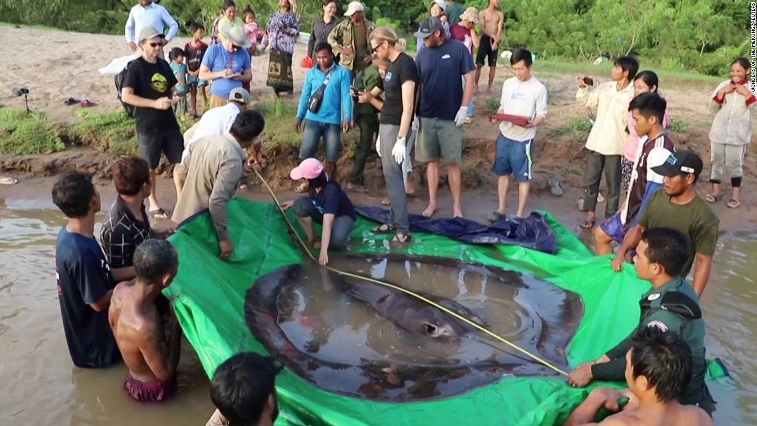 220621175702 largest frreshwater fish lon orig ao super tease See Giant Stingray Captured in Cambodia - CNN Video