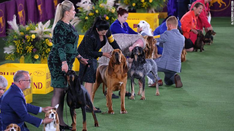 Trumpet, winner of the 2022 Westminster Kennel Club Dog Show&#39;s Hound Group. 