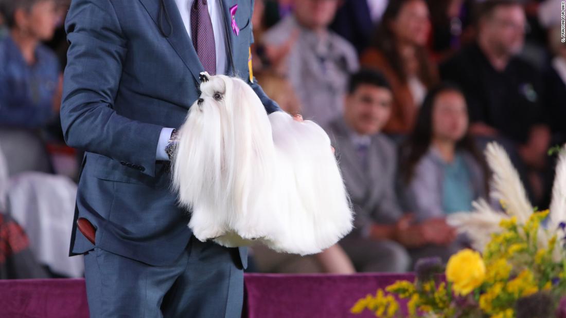 Westminster Dog Show Meet the pups headed to the final CNN