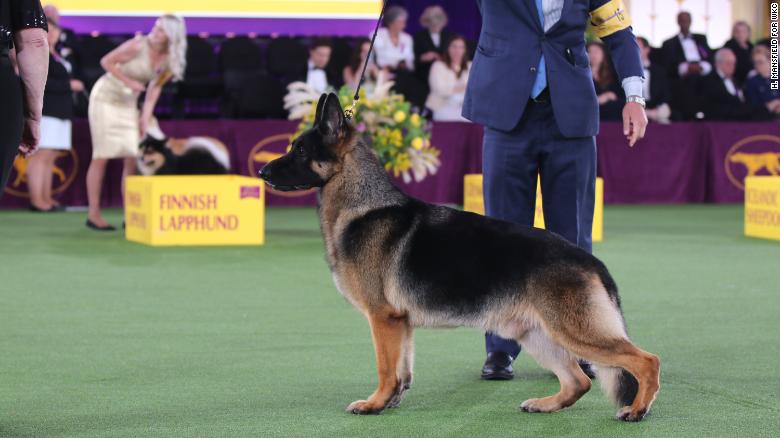 River, winner of the 2022 Westminster Kennel Club Dog Show&#39;s Herding Group. 