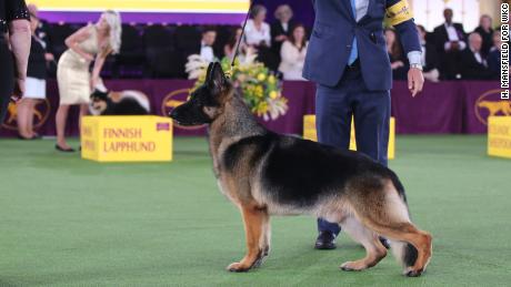 River, winner of the 2022 Westminster Kennel Club Dog Show breeding group. 