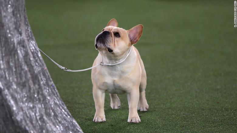 Winston,  winner of the 2022 Westminster Kennel Club Dog Show&#39;s Non-sporting Group. 
