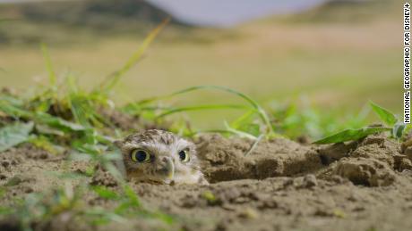 A burrowing owl peers from its burrow entrance into 