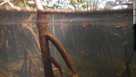 Se muestra una vista submarina de uno de los sitios de manglares de Guadalupe que los investigadores tomaron muestras de abril a mayo de 2022. 