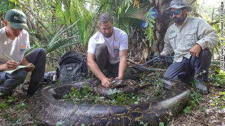 Florida conservationists caught a 215-pound python, the heaviest one found in the state