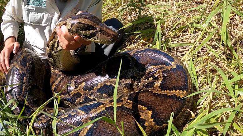 Florida conservationists capture 215 pound python, the heaviest found in the state