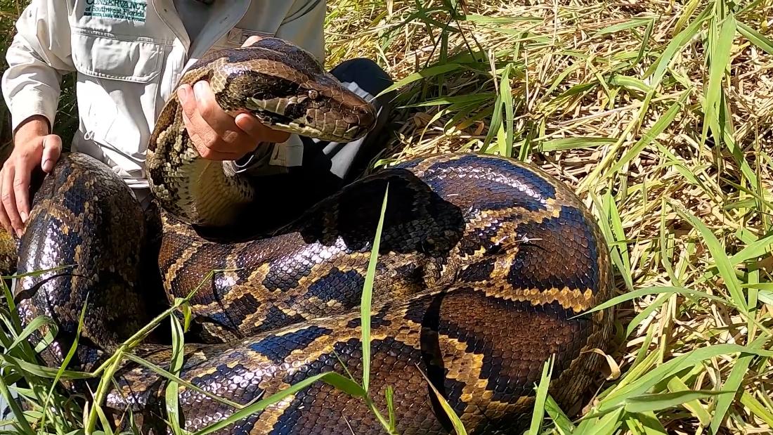 See record-breaking python caught in Florida Everglades