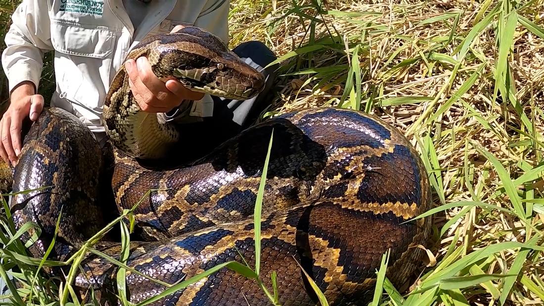 See record-breaking python caught in Florida Everglades – CNN Video