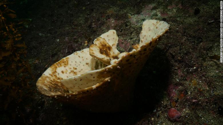A dead sea sponge sits on a barren reef in waters off New Zealand's southwestern coast. 

