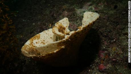 A dead sea sponge sits on a barren reef in waters off New Zealand&#39;s southwestern coast. 
 
