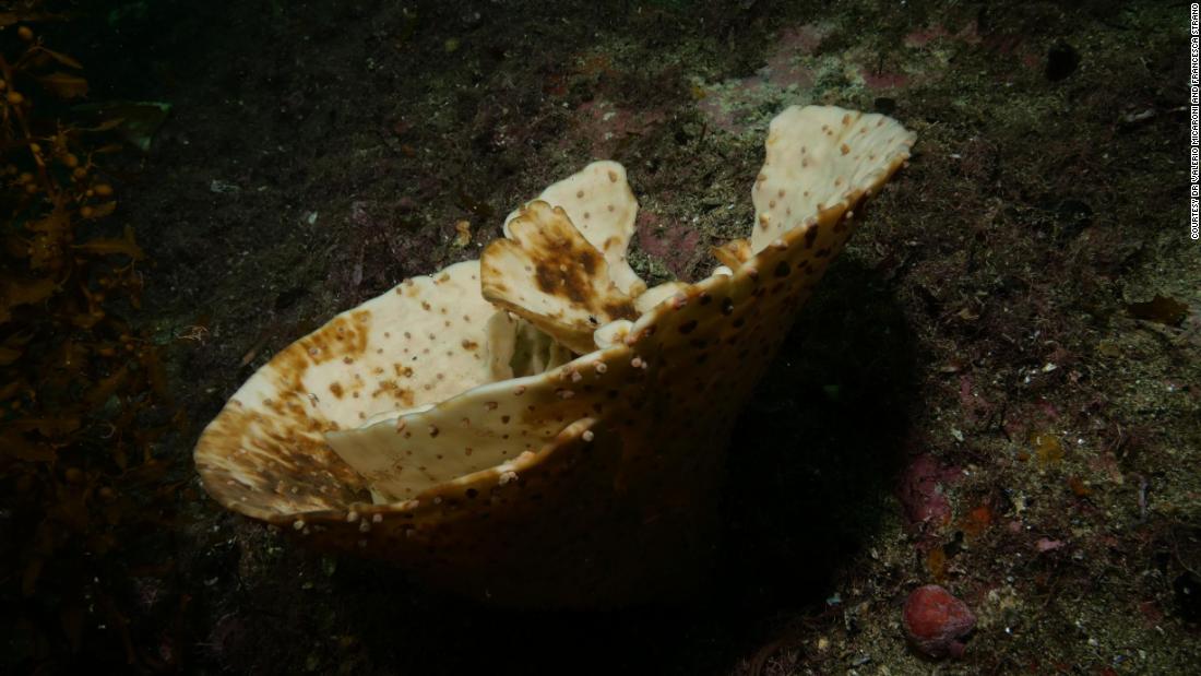 Sea Sponge Painting -  New Zealand