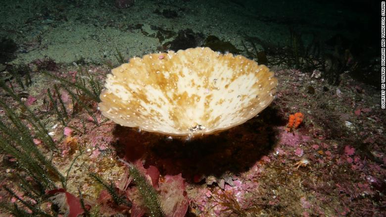 Selandia Baru mengalami pemutihan massal spons laut penting yang terburuk.