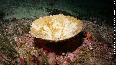 New Zealand is experiencing the largest mass bleaching of important marine sponges.