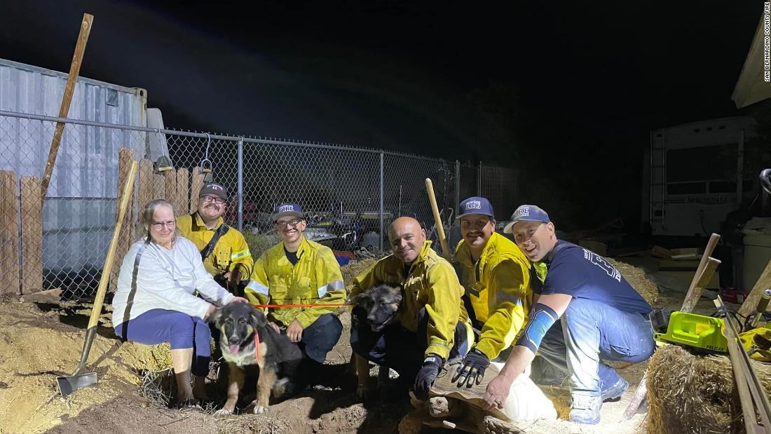 Watch firefighters rescue puppies blocked by giant tortoise