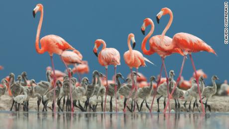 Caribbean flamingo adults guard their chicks at the Ria Lagartos Biosphere Reserve in Mexico&#39;s Yucatán Peninsula.