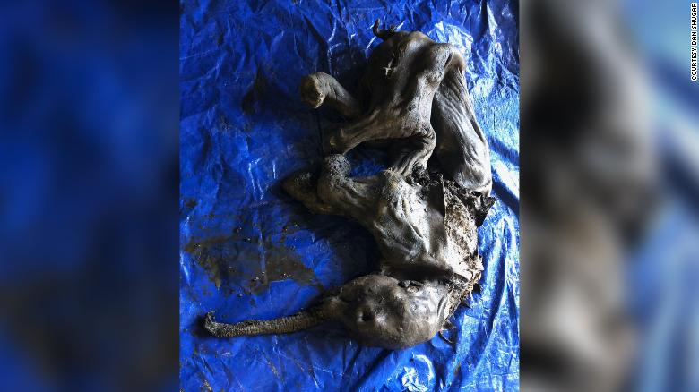 A ‘near complete’ mummified baby woolly mammoth was discovered in a Canadian gold field