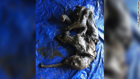 A mummified baby woolly mammoth, still covered in skin and hair, was found in Canada.