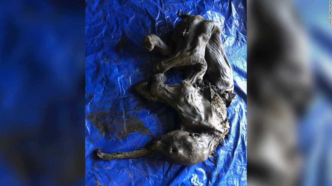 Mummified baby woolly mammoth discovered in Canadian gold field
