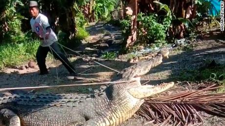 The 4.3-meter crocodile. 