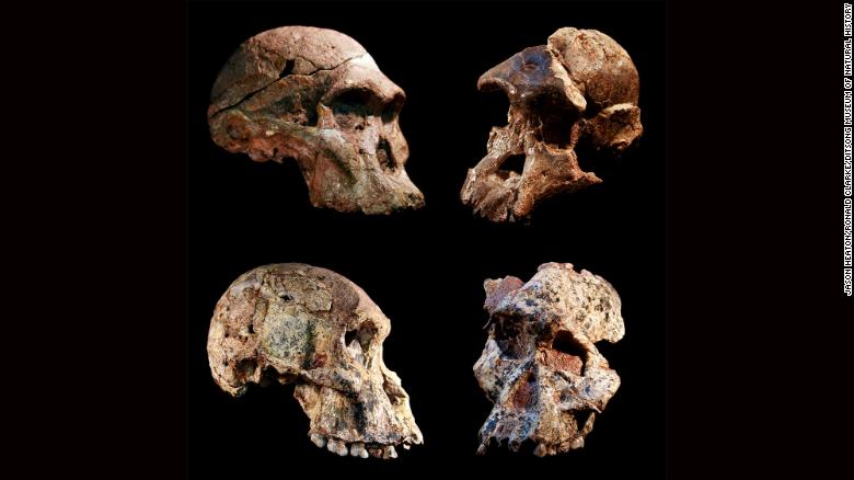 M4 montage: Four different Australopithecus crania that were found in the Sterkfontein caves, South Africa. The Sterkfontein cave fill containing this and other Australopithecus fossils was dated to 3.4 to 3.6 million years ago, far older than previously thought. The new date overturns the long-held concept that South African Australopithecus is a younger offshoot of East African Australopithecus afarensis. 