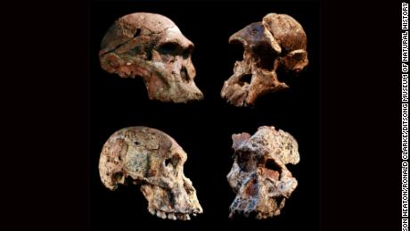 M4 montage: Four different Australopithecus crania that were found in the Sterkfontein caves, South Africa. The Sterkfontein cave fill containing this and other Australopithecus fossils was dated to 3.4 to 3.6 million years ago, far older than previously thought. The new date overturns the long-held concept that South African Australopithecus is a younger offshoot of East African Australopithecus afarensis. 