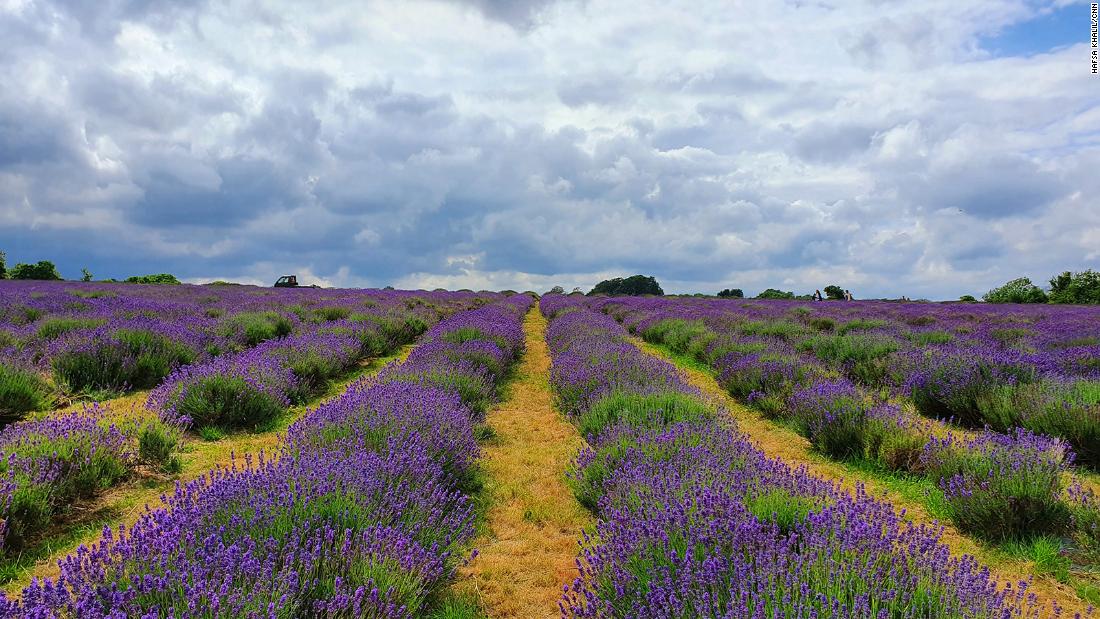 Why you need to visit a lavender field this summer