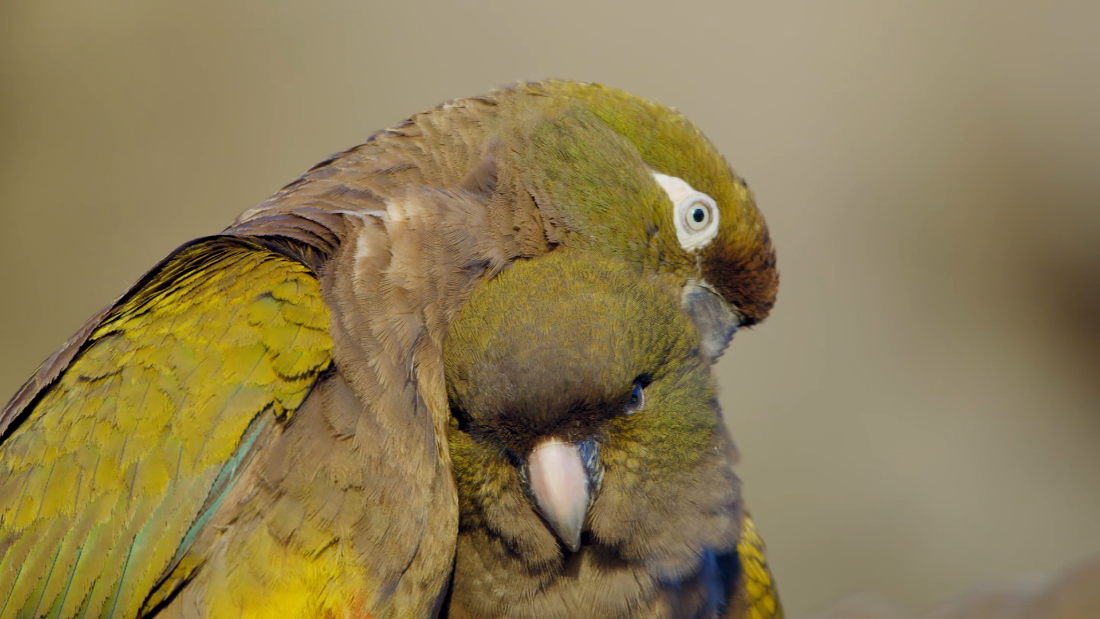 See the last refuge for burrowing parrots – CNN Video