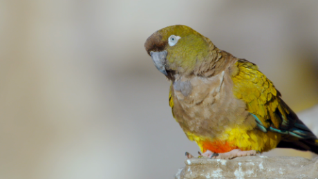 Os papagaios têm anéis brancos distintos ao redor dos olhos e plumagem verde-oliva, com salpicos de cor por baixo.