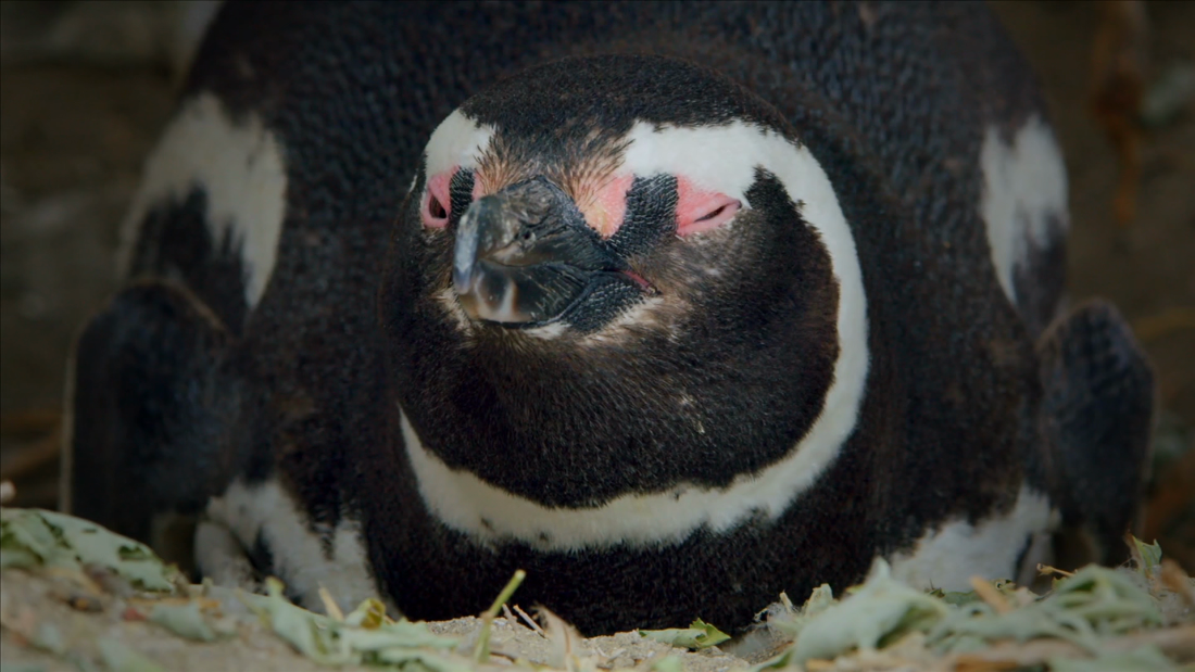 Inside looks at a penguin colony – CNN Video