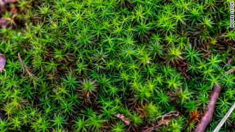 Sphagnum moss, which rots down over time to become fresh peat.