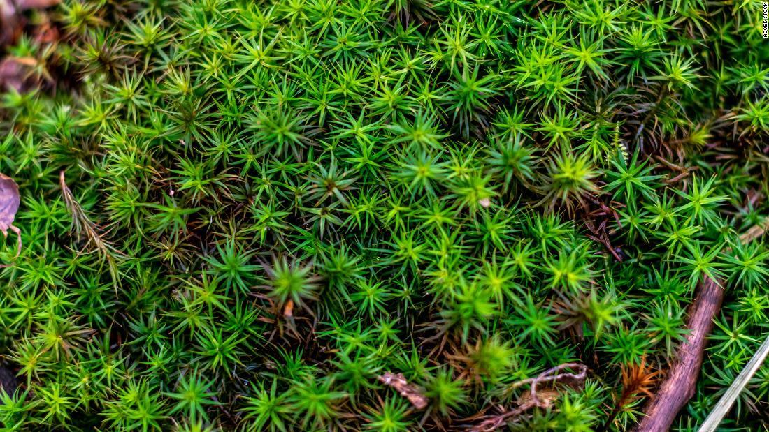 Sphagnum moss is an essential feature of peatland. The moss, which grows in wet, boggy conditions, decays over time to become fresh peat, &lt;a href=&quot;https://cnn.com/interactive/2020/12/world/ticking-time-bomb/&quot; target=&quot;_blank&quot;&gt;a vital global carbon store&lt;/a&gt;. By using bunding to raise water levels, researchers in Northern Ireland aim to promote the growth of the moss.