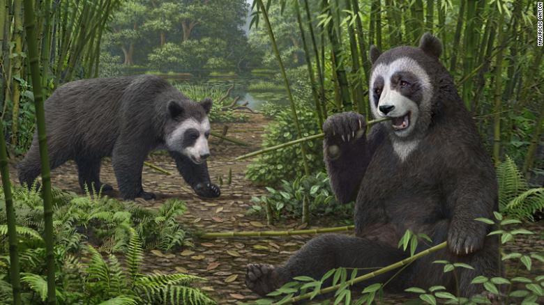 Pictured is an artist&#39;s reconstruction of the giant panda ancestor Ailurarctos from the Shuitangba fossil site in Yunnan, China.