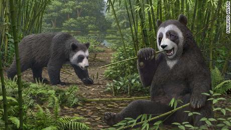 Sur la photo, une reconstruction par un artiste de l'ancêtre du panda géant Ailurarctos du site fossilifère de Shuitangba dans le Yunnan, en Chine.