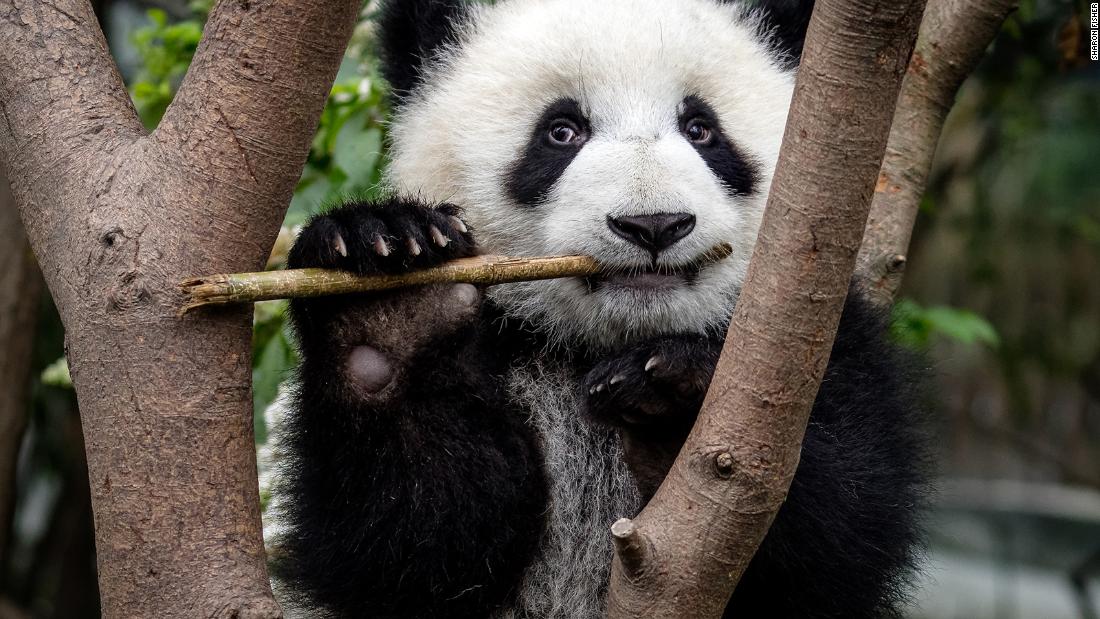 Pandas evolved their most perplexing feature at least 6 million years ago – CNN