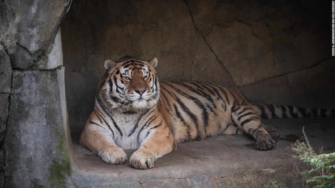 A 14-year-old tiger died after contracting Covid-19 in an Ohio zoo, officials say
