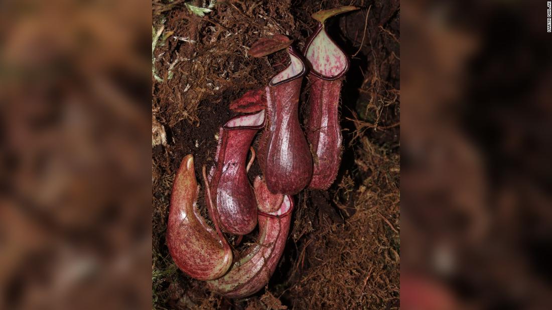  (CNN)Scientists have discovered a carnivorous plant that grows prey-trapping contraptions underground, feeding off subterranean creatures such as wor