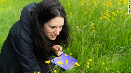 Buglife Conservation Officer Kate Jones examines a bee in a meadow rich in wildflowers in Shropshire, UK.