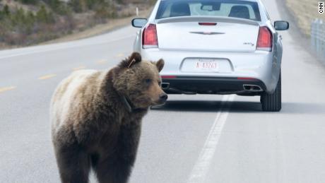 Wildlife crossings are a lifeline for grizzly bears in Canada