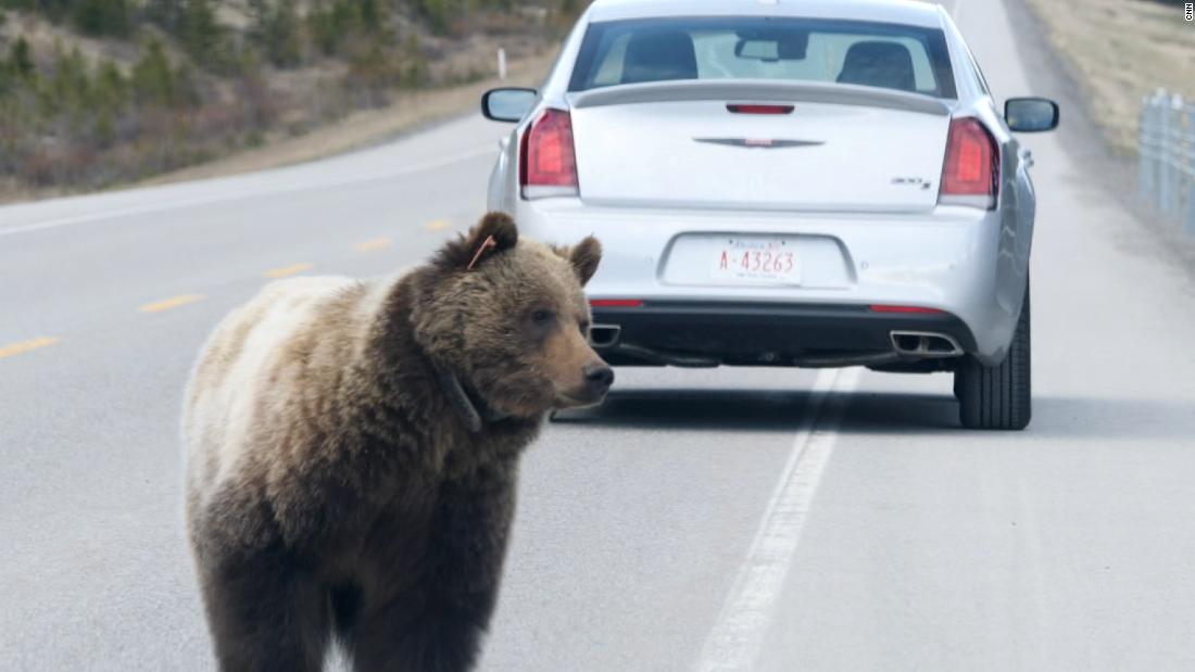 Wildlife crossings are a lifeline for Canada’s grizzly bears