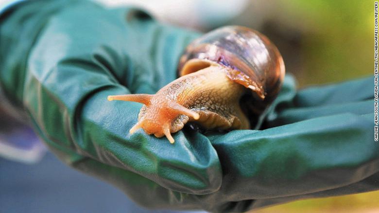 A Florida county is quarantining after discovery of invasive Giant African land snail