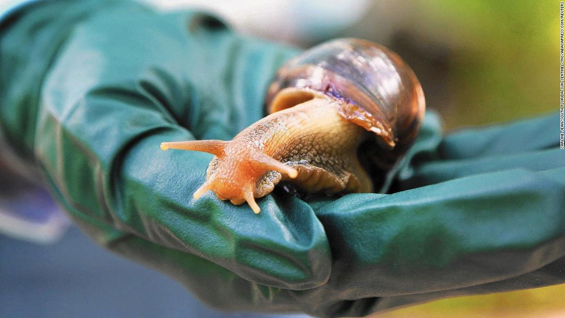 Giant African land snail: A Florida county is quarantining after a second sighting of invasive species  - CNN