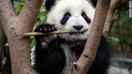 Pandas have six digits to help them grasp bamboo.