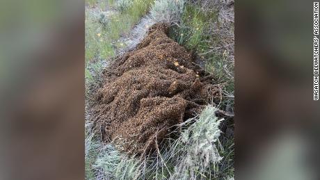 Over 10 million bees released after semi-truck crashes on Utah highway