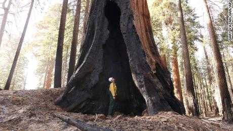 Assistant Fire Manager Leif Mathiesen, of the Sequoia &amp; Kings Canyon Nation Park Fire Service, looks for an opening in the burned-out sequoias in Redwood Mountain Grove.