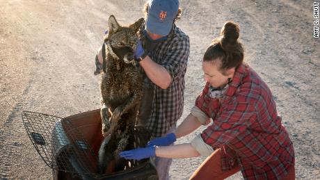 Dr. Joey Hinton and Dr. Kristin Brzeski prepare to collar and process a Louisiana coastal coyote for their study that is explores the red wolf ancestry found in this special group of canids.