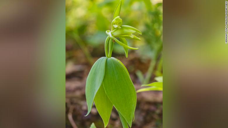 A rare orchid thought to be extinct in Vermont was rediscovered after 120 years