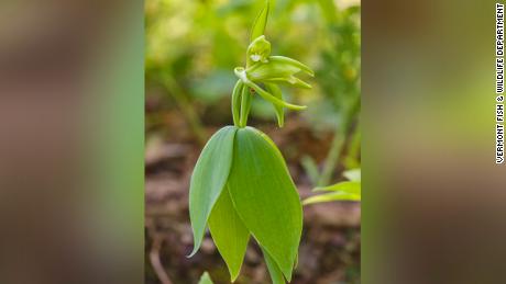 The small whorled pogonia, thought to be extinct in Vermont for 120 years, was rediscovered by an amateur naturalist.