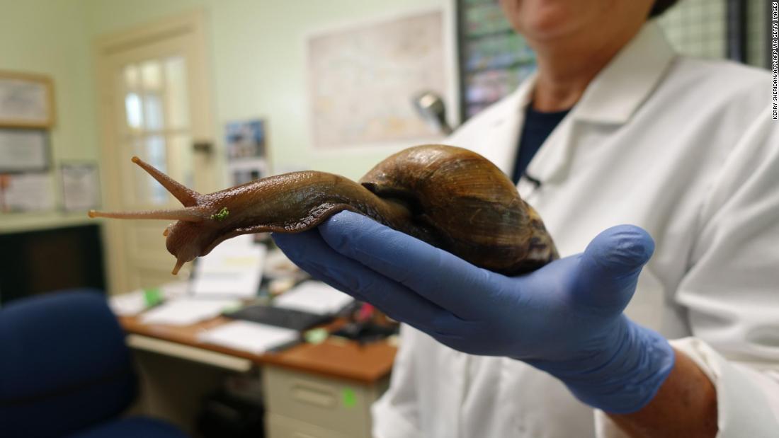 Caracoles Terrestres Africanos Gigantes Invasores Qu Son Y Por Qu Son Peligrosos Para Las